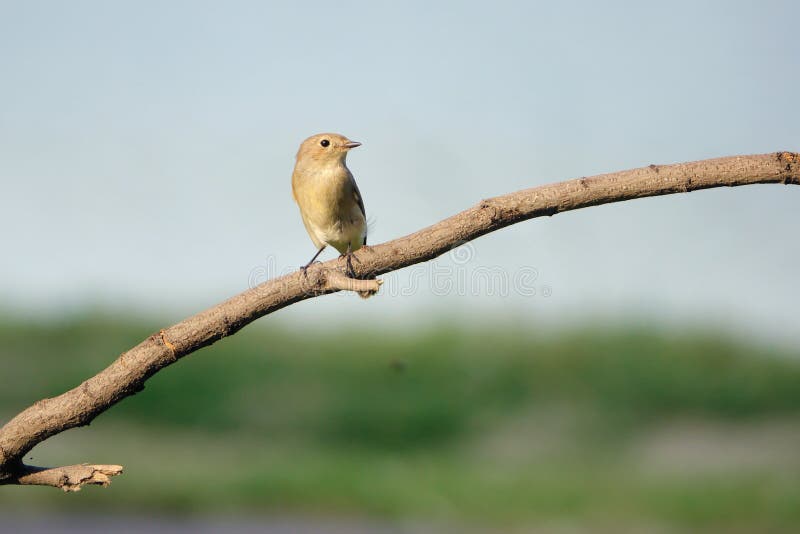 Rotschnabelschnäpper. Eine Rot-Brüste-Flycatcher steht auf Zweig Wissenschaftliche Bezeichnung: Ficedula parva