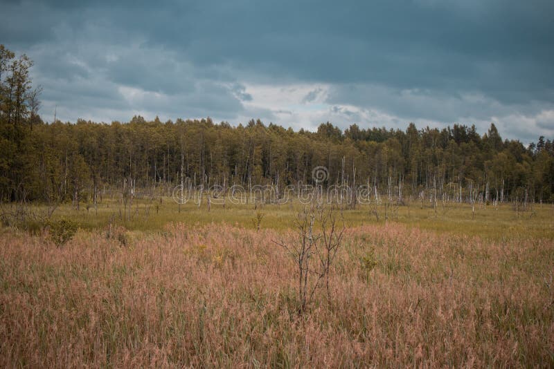 Rotte berkboomstammen op het gebied met het bos in de achtergrond en de blauwe hemel De duisternis en dramatisch ziet eruit stock foto's Rotte berkboomstammen op het gebied met het bos in de achtergrond en de blauwe hemel De duisternis en dramatisch ziet eruit stock foto's