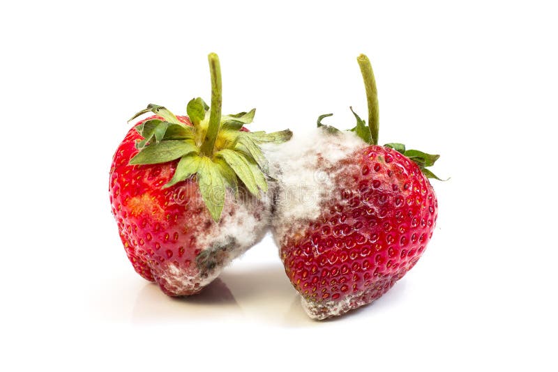 Rotten strawberries isolated on white background, can not to eat. Rotten strawberries isolated on white background, can not to eat