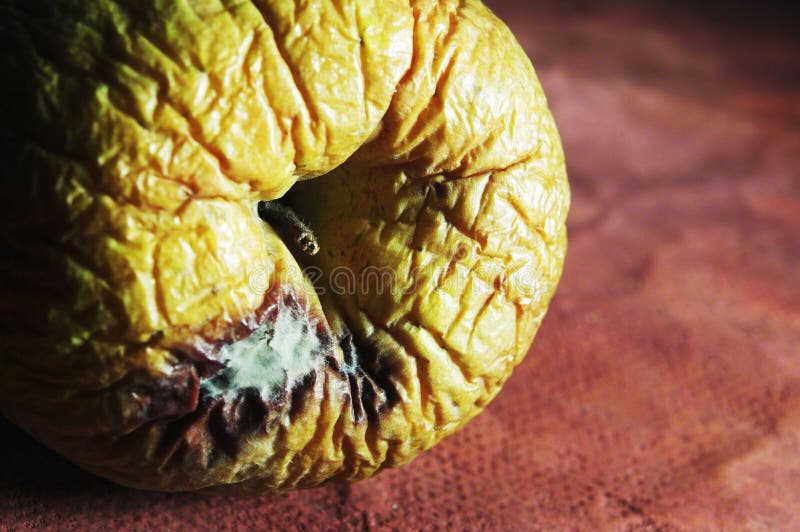 Rotten apple stock photo. Image of macro, damaged, rancid 18249500