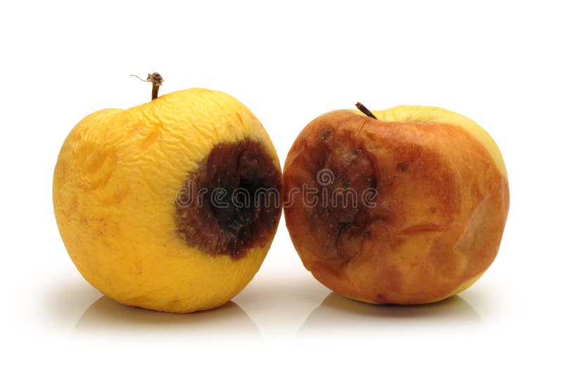 Rotten apple. On a white background stock images