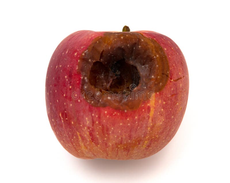 Rotten Apple with a Large Worm Stock Image - Image of oozing, overripe:  80511937