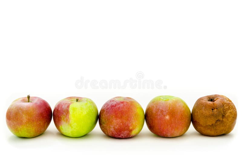 Rotten Apple - Stock Image - F003/9696 - Science Photo Library