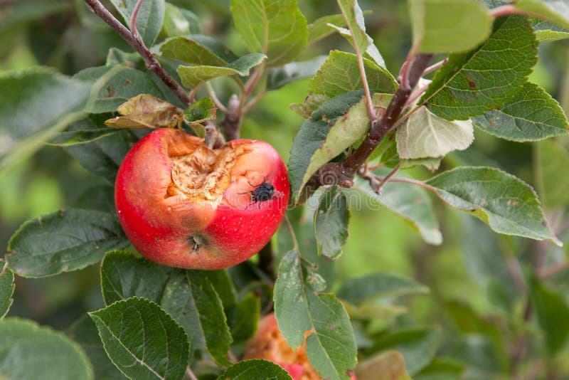 6,727 Rotten Apple Stock Photos - Free & Royalty-Free Stock Photos from  Dreamstime