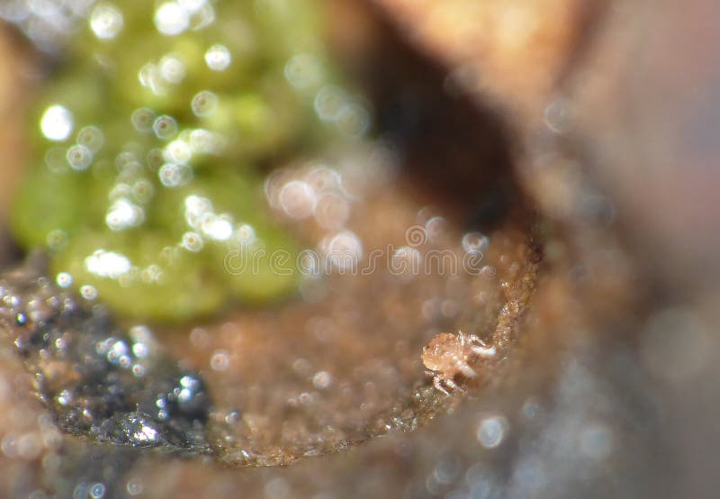 Avocado Seed with Springtail and Mites Stock Image Image of black