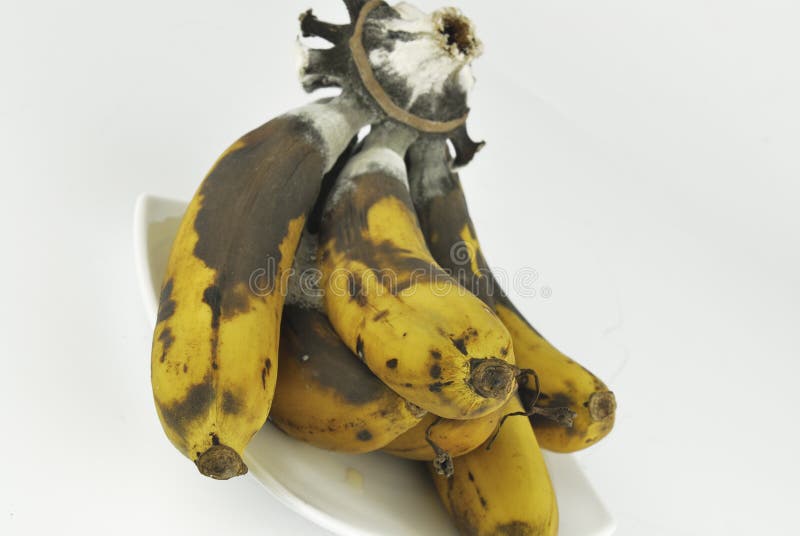 Rotten banana with fungus stock photo. Image of food 43680302