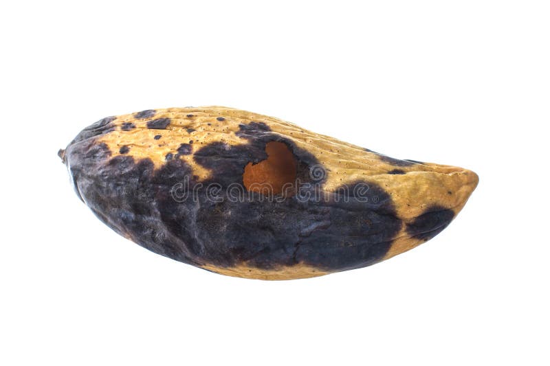 Rotten Mango Fruit Isolated, Background, Bad, Black PNG Transparent Image  and Clipart for Free Download