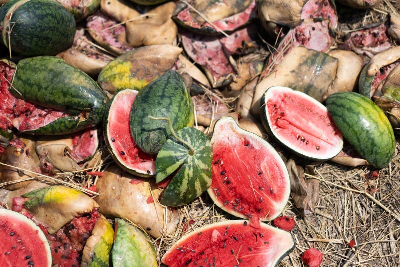 391 Rotten Watermelon Photos Free & RoyaltyFree Stock Photos from