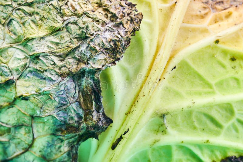 371 Rotten Cabbage Stock Photos Free & RoyaltyFree Stock Photos from