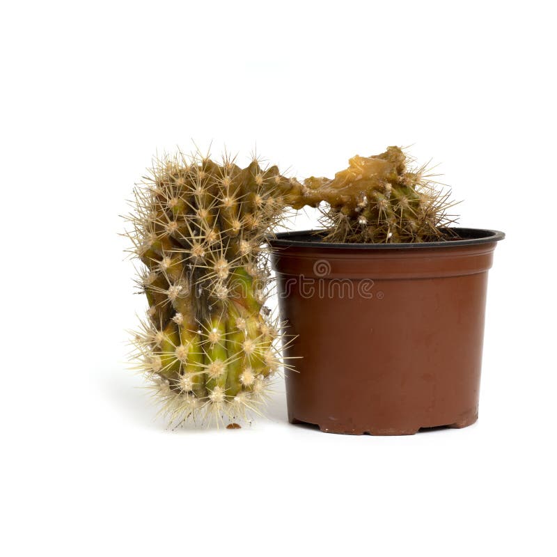 Rotten cactus in a brown plastic pot isolated on white background