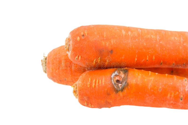 Rotten carrot isolated stock photo. Image of damage, dermis 83177506