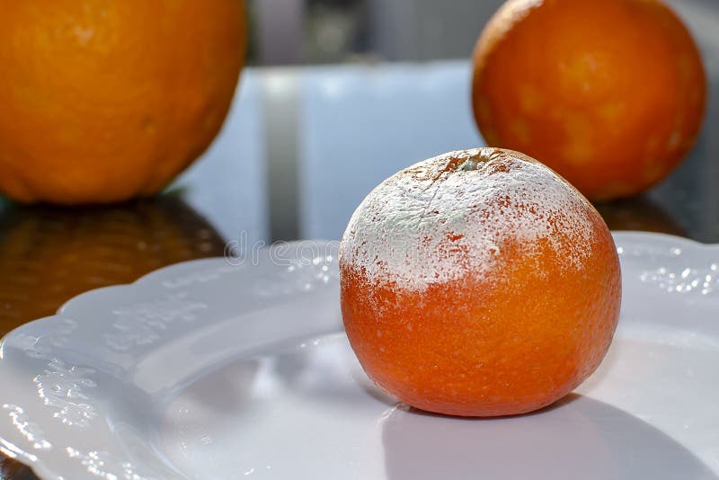 Rotten citrus. Penicillium mold on a mandarin fruit royalty free stock photography Rotten citrus. Penicillium mold on a mandarin fruit royalty free stock photography