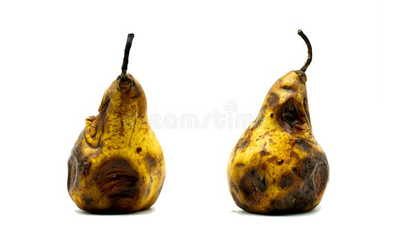 Rotten decay pear isolated on white background. Unhealthy food for people