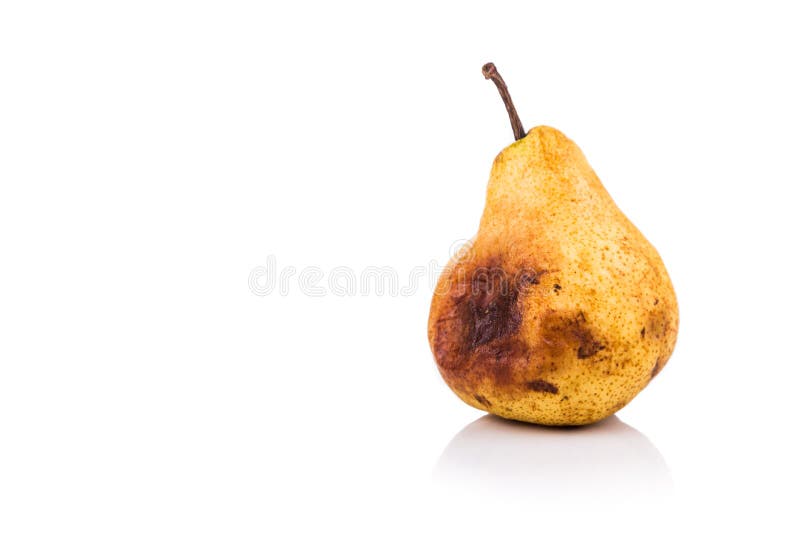 Rotten and decomposing pear on white background