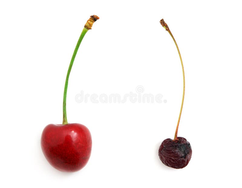 Rotten and fresh sweet cherries