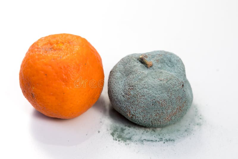 Rotten and Fresh Tangerine Fruit with Mold. Stock Photo Image of rind