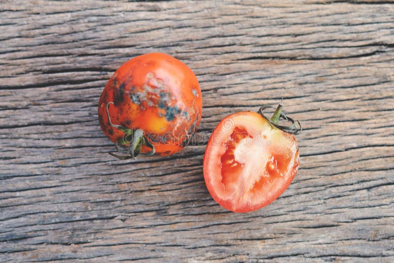 tomato be focused tomato be focused