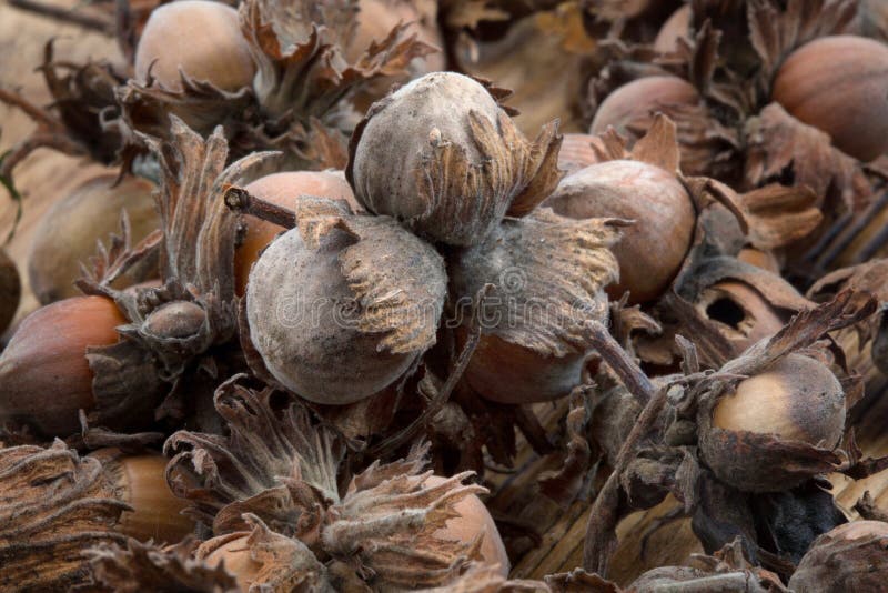Rotten hazelnut stock photo. Image of mold, hazelnut 45377034