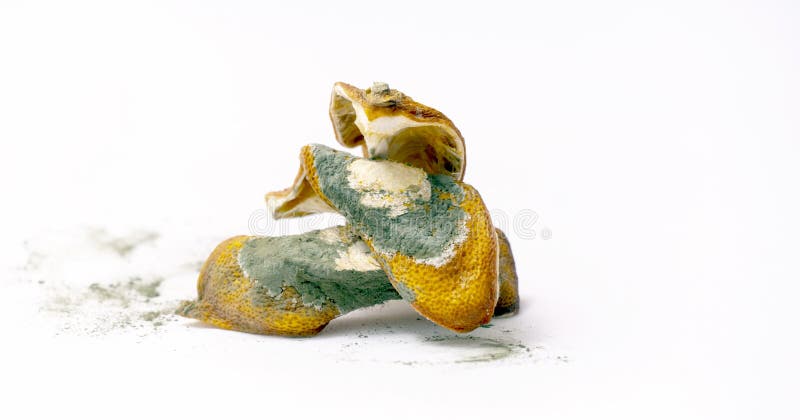 Rotten lemon  peels dried in mold. On a white background