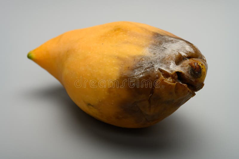 Rotten mango fruite isolated on a white background, Stock image