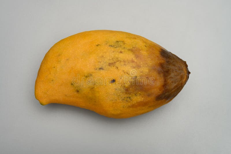 Rotten mango. Overripe Fruit on a white background.Isolated Stock Photo