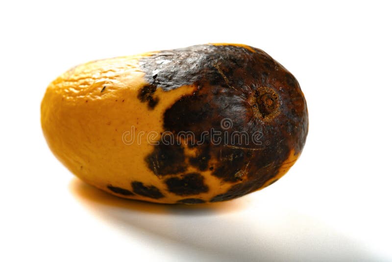 Rotten mango fruite isolated on a white background, Stock image