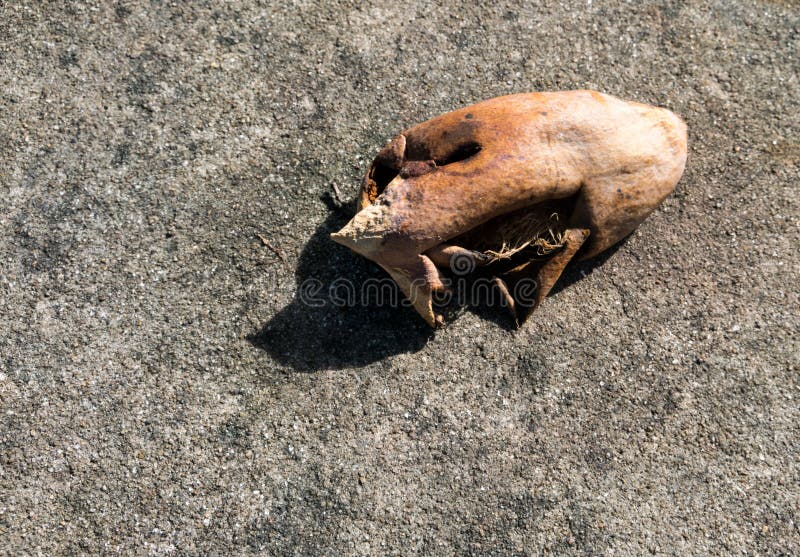 Rotten mango. Overripe Fruit on a white background.Isolated Stock Photo by  prosto_juli