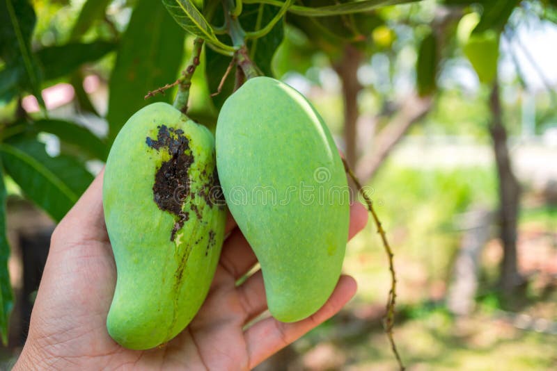 Rotten mango, Stock Photo, Picture And Low Budget Royalty Free Image. Pic.  ESY-040364268