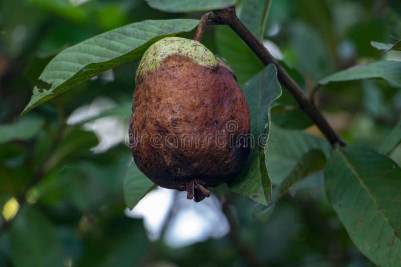 Rotten mango Cut Out Stock Images & Pictures - Alamy