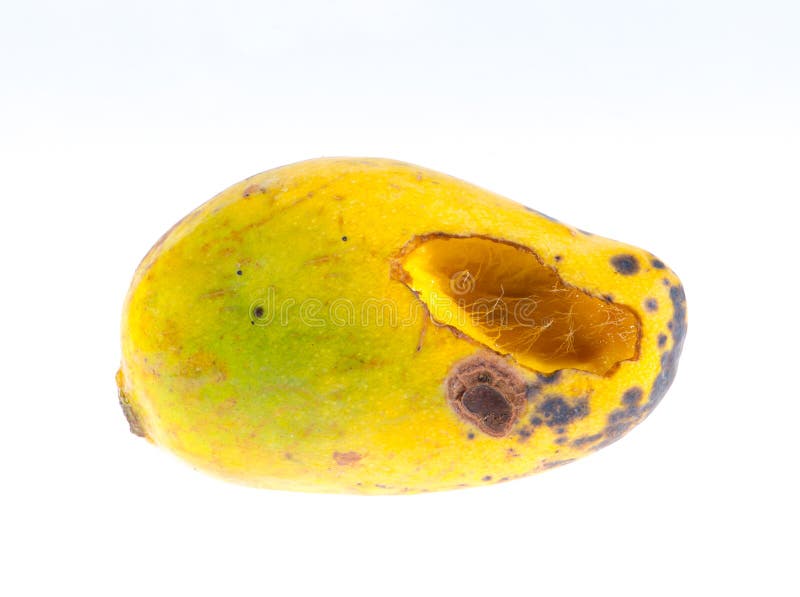 Yellow Rotten Mango Fruit Isolated on Wood Stock Image - Image of hanger,  isolated: 81459851