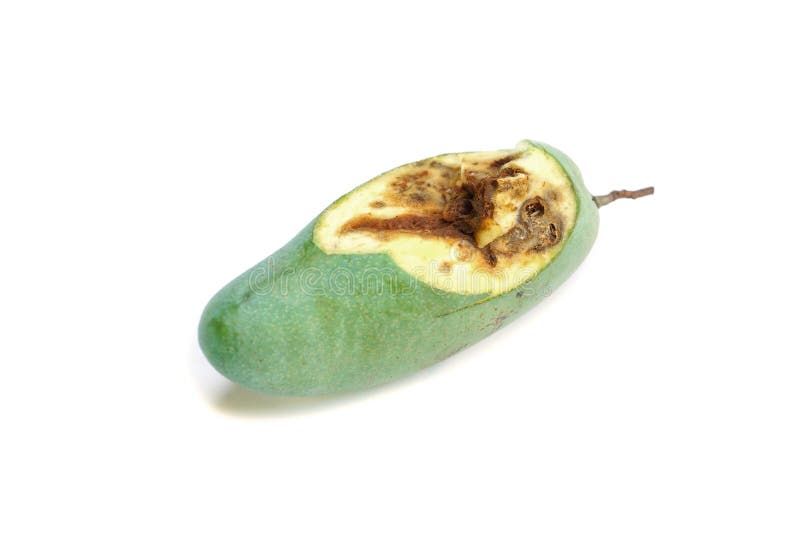 Rotten mango. Overripe Fruit on a white background.Isolated Stock Photo by  prosto_juli