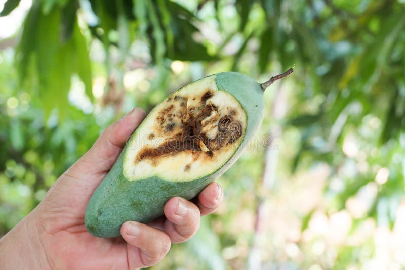 Rotten Mango Fruit Isolated On A White Stock Photo, Picture and Royalty  Free Image. Image 28898519.