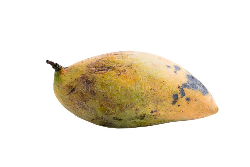 Mango Fruits Ripen And Rotten On A White Background Stock Photo - Download  Image Now - iStock