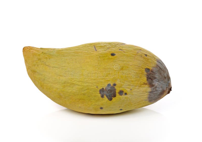 Rotten mango. Overripe Fruit on a white background.Isolated