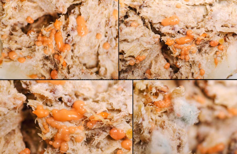 Rotten meat. With mold and bacterial colony stock photography Rotten meat. With mold and bacterial colony stock photography