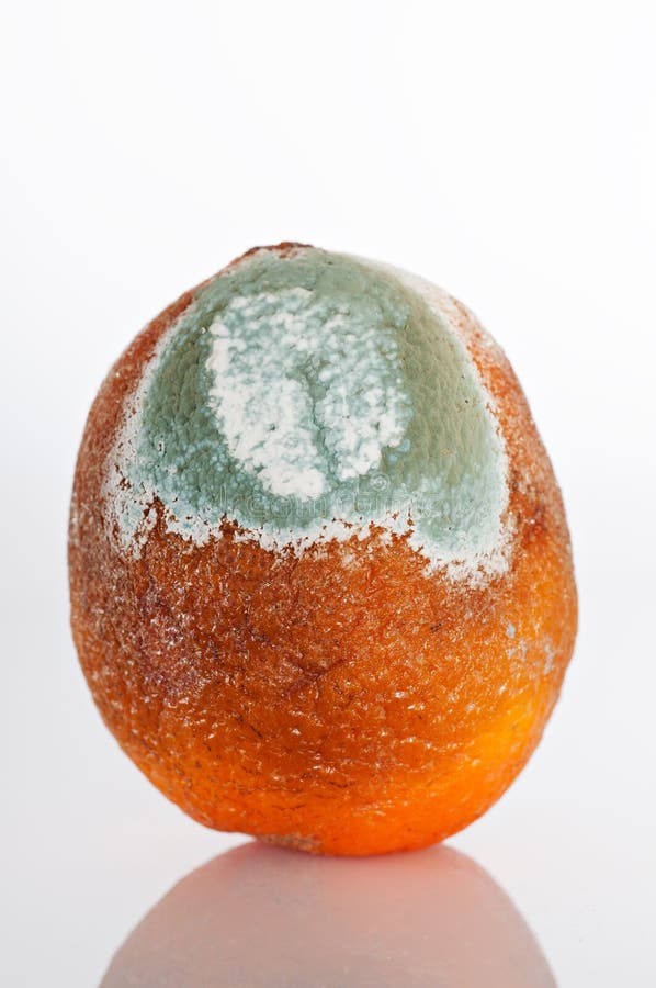 Rotten orange stock image. Image of food, diet, contaminate 29158183