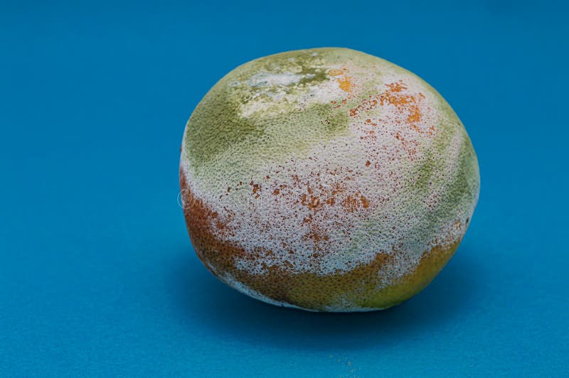Rotten Orange is Covered with Green and White Mold on a Blue Background