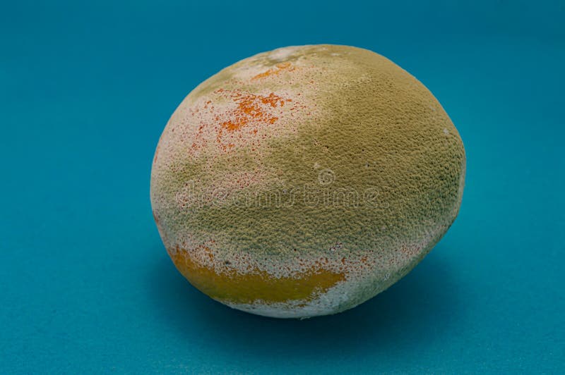 Rotten Orange is Covered with Green and White Mold on a Blue Background