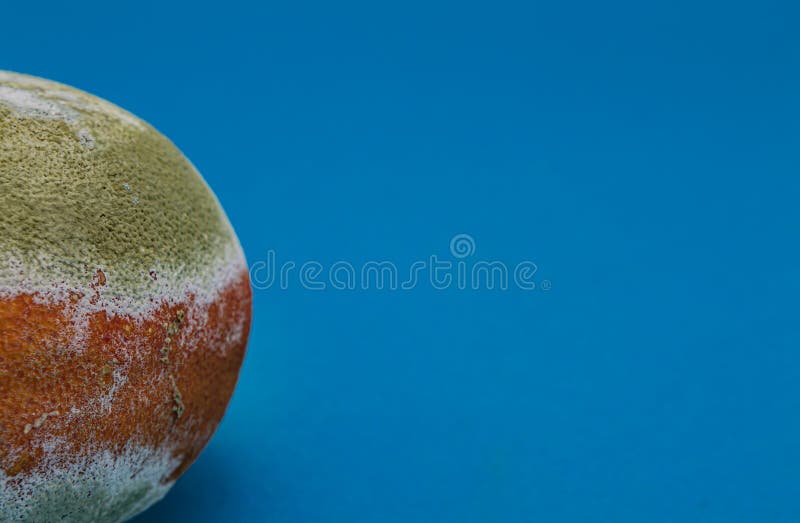 Rotten Orange is Covered with Green and White Mold on a Blue Background