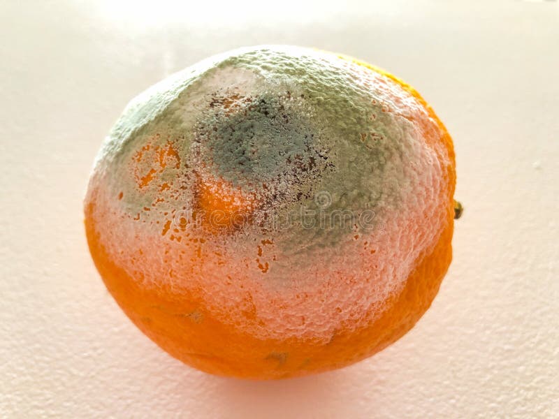 Rotten Orange stock image. Image of garbage, moldy, mouldy 188461573