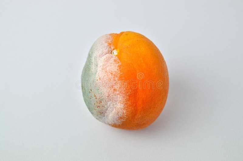 Rotten Oranges.mold Orange Isolated On White Background In A Studio Shot Stock Image Image of