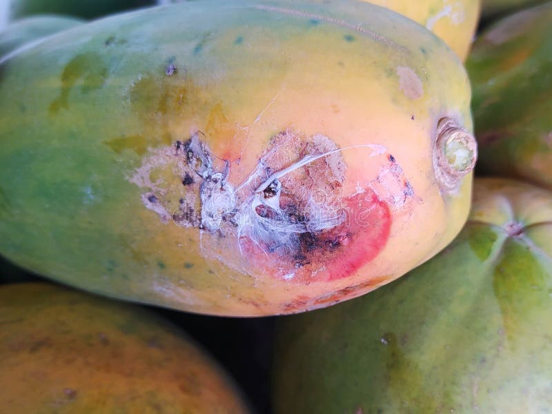 Rotten papayas stock image. Image of rotten, fruit, disease 209285591