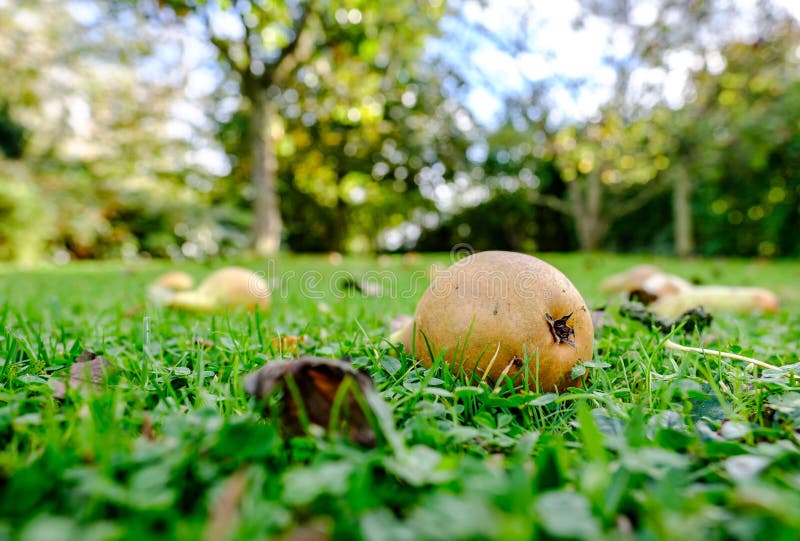 Rotten pear fruit seen laying on a private lawn during early autumn.