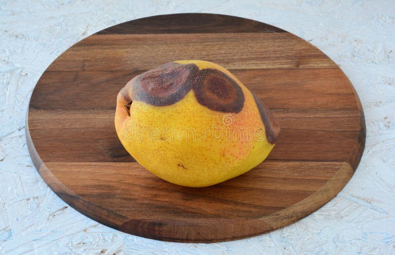 Rotten pear on a chopping board royalty free stock photo Rotten pear on a chopping board royalty free stock photo