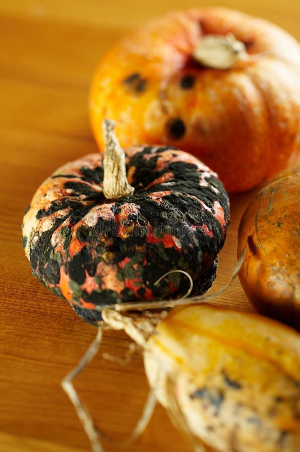 Rotten pumpkin stock photo. Image of vegetable, rotten 11530464