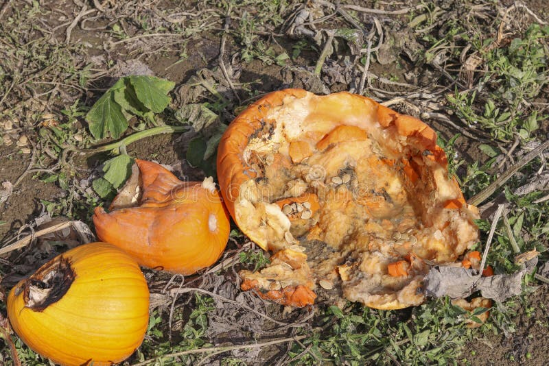 Rotten Pumpkins at the Pumpkin Patch Stock Photo Image of pumpkin, nature 101786456