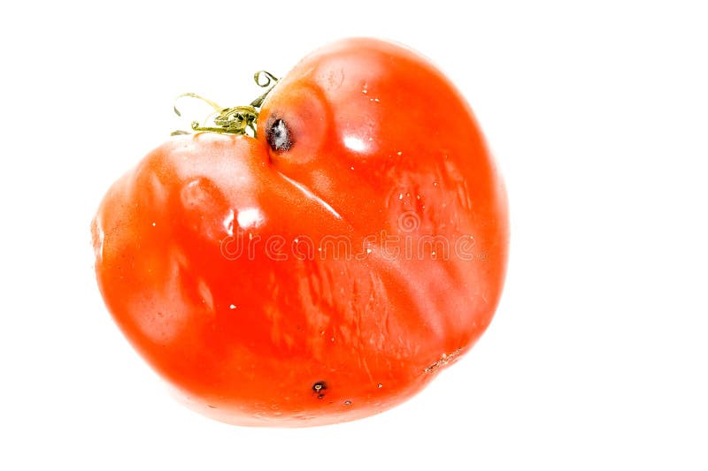 Rotten tomatoes isolated on white background. Moldy vegetable Stock Photo -  Alamy