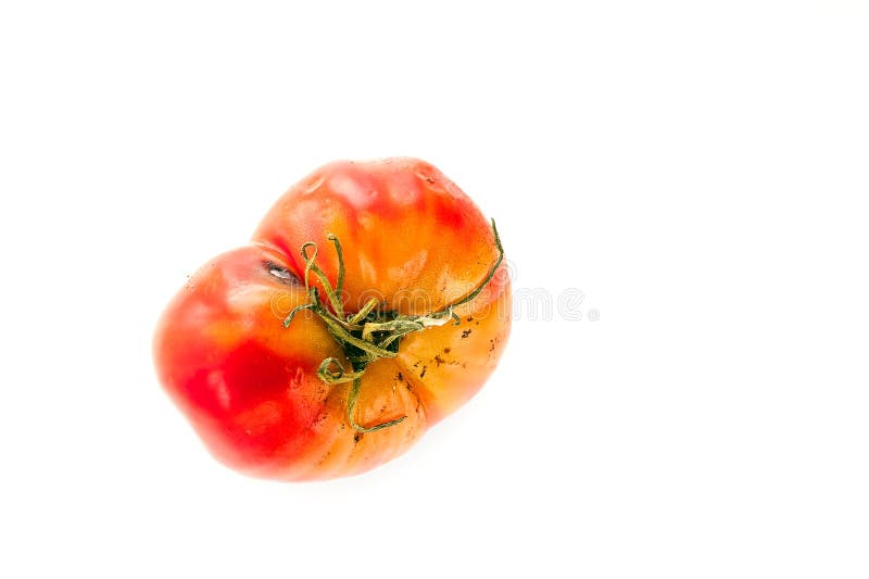 Rotten tomatoes isolated on white background. Moldy vegetable Stock Photo -  Alamy