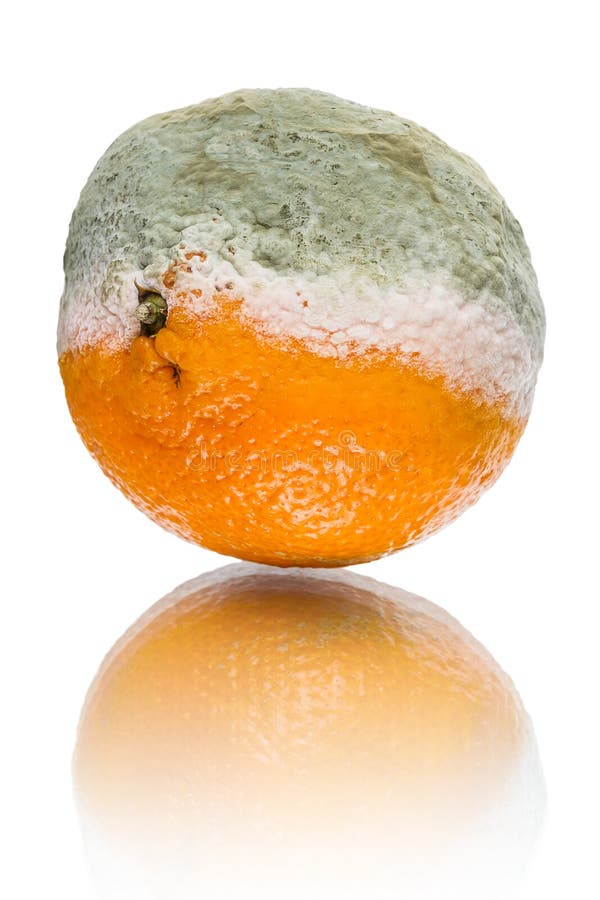 Rotten Tangerine With Mold, Spoiled. Isolated Stock Image Image of