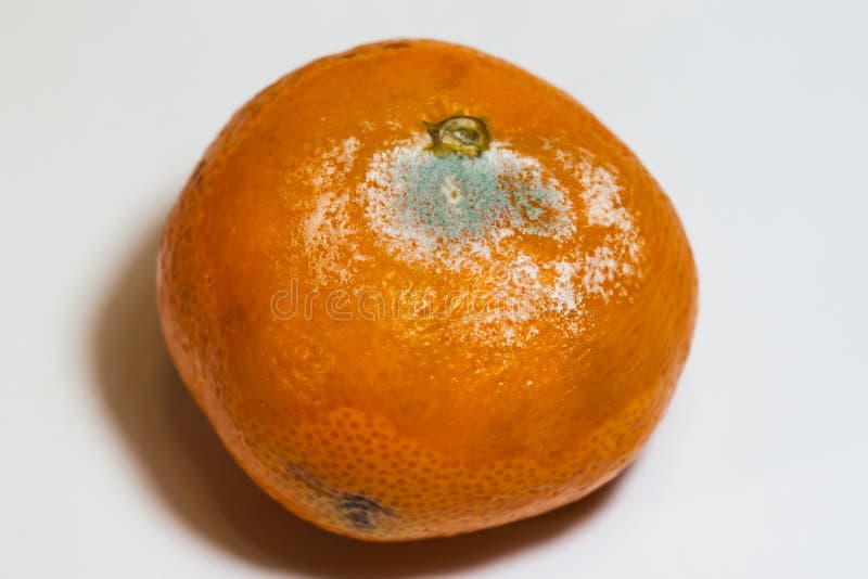 Rotten Tangerine With Mold, Spoiled. Isolated Stock Image Image of